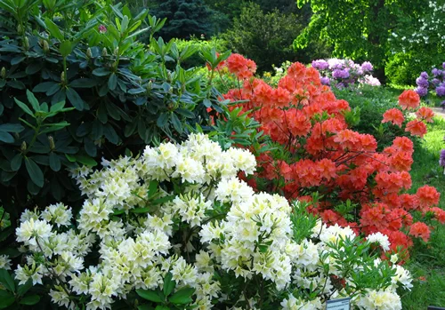 White and red Azalea japonica (Rhododendron molle subsp. japonicum) blooms in the park in early June.